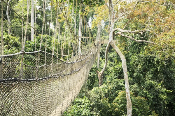 Baumkronenwege im tropischen Regenwald, Kakum-Nationalpark, Gha — Stockfoto