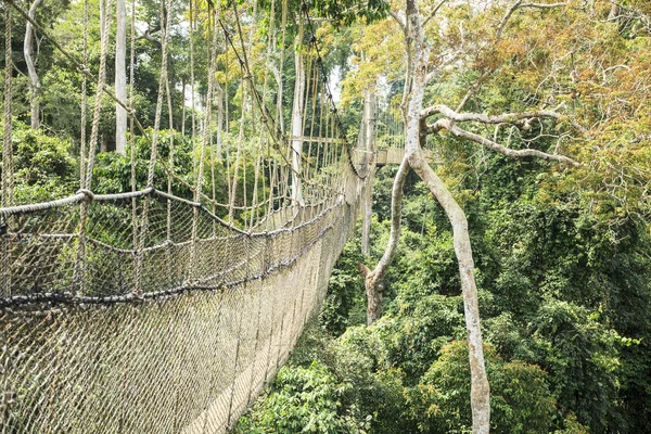 Trädkronorna gångvägar i tropisk regnskog, Kakum National Park, Gha — Stockfoto