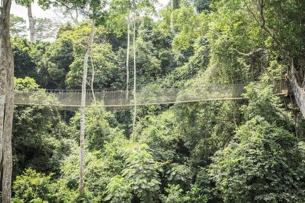 Baldachýn chodníky v tropický deštný prales, národní Park Kakum Gha — Stock fotografie