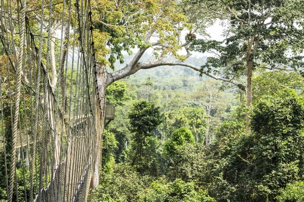 Tropikal yağmur ormanlarında, Kakum Ulusal Parkı, Gha gölgelik yürüyüş yolları