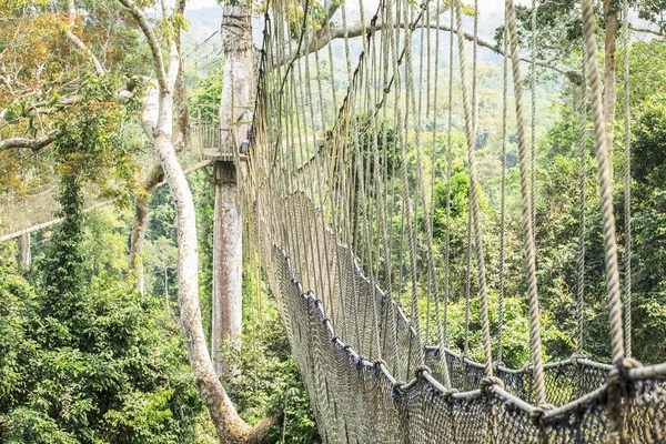 Tropikal yağmur ormanlarında, Kakum Ulusal Parkı, Gha gölgelik yürüyüş yolları