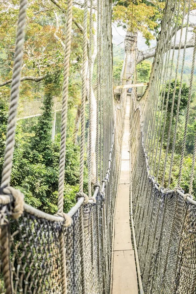 Trädkronorna gångvägar i tropisk regnskog, Kakum National Park, Gha — Stockfoto