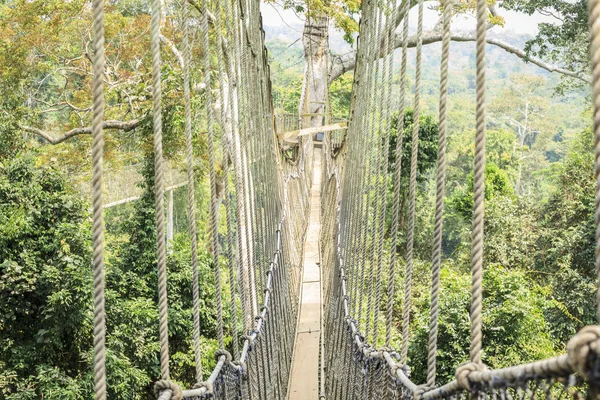 Trädkronorna gångvägar i tropisk regnskog, Kakum National Park, Gha — Stockfoto