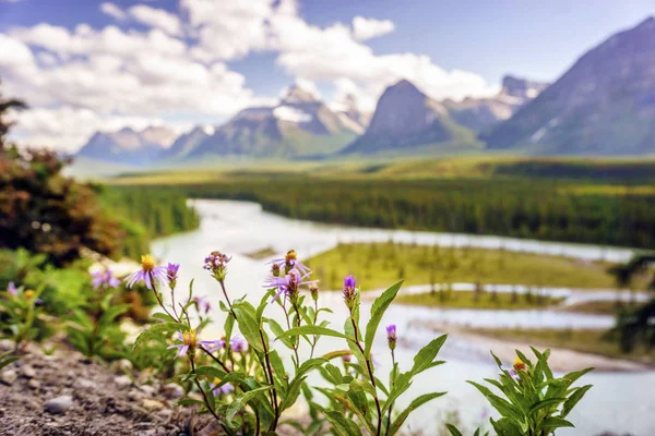 Gran flor de Aster del Norte en el Parque Nacional Jasper, Alberta, Can —  Fotos de Stock