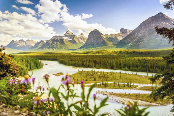 Rockies mountain, Athabasca river and Great Nothern Aster flower — Stock Photo, Image