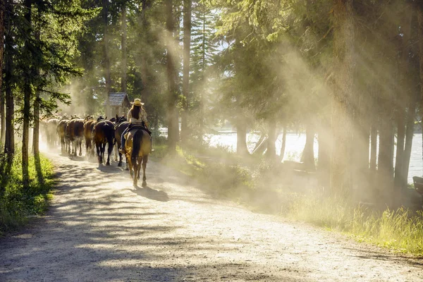Стадо коней, за яким йшла жінка на сонячній лісовій стежці — стокове фото