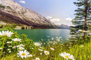Beyaz heath Aster Maligne göl, Jasper National Park, Amerika Birleşik Devletleri