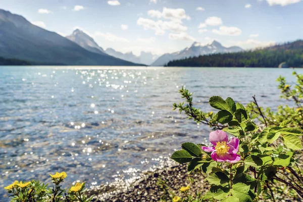 Blooming wild rose by Medicine Lake, Jasper National Park, Canada — Stock Photo, Image