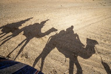 Çöldeki dromedary deve kervanı Agafay, Fas