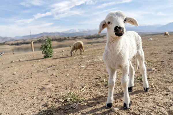 用黑色鼻子看着相机的可爱的白羊羔 — 图库照片