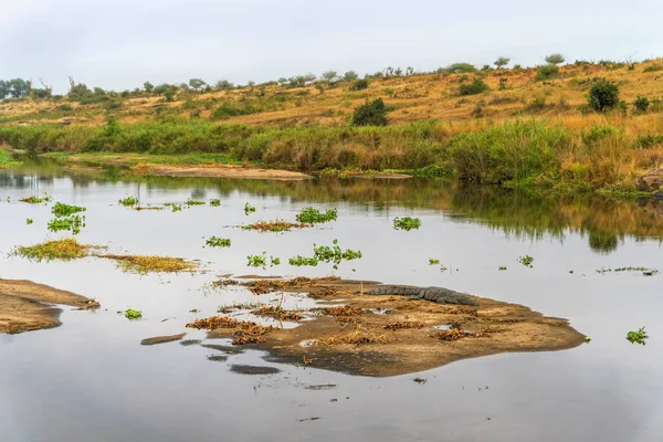 Crocodilo Rio Kruger National Park África Sul — Fotografia de Stock