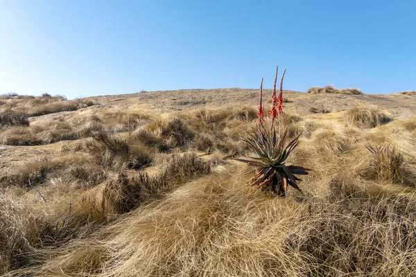 Blooming Red Aloe Vera Beautiful Landscape Eswatini Africa — Stock Photo, Image