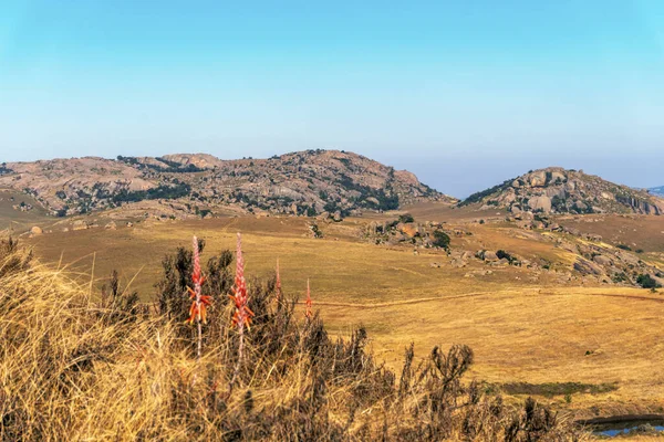 Kwitnąca Czerwona Aloes Vera Pięknym Krajobrazie Eswatini Afryka — Zdjęcie stockowe