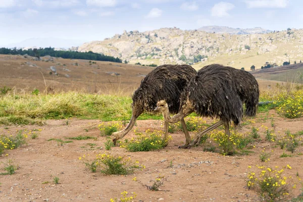 Big Ostriches Walking Grazing Eswatini Africa — Stock Photo, Image