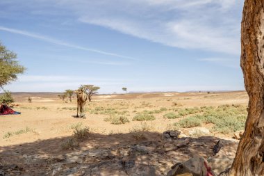 Fas, Afrika 'daki Sahra Çölü' ndeki vahada Dromedary devesi. 