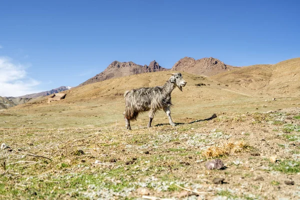 Grey Long Haired Goat Proudly Walking High Atlas Mountains Morocco — Stock Photo, Image