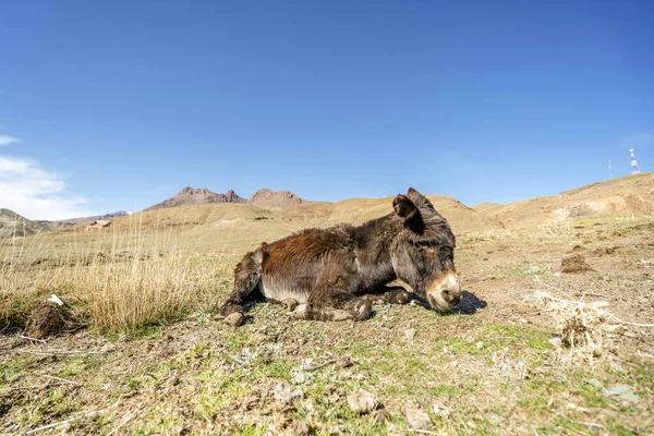 Old Brown Donkey Resting High Atlas Mountains Morocco Africa — Stock Photo, Image