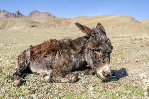 Old, brown donkey resting in High Atlas Mountains in Morocco, Africa