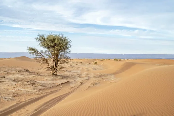 Einzelner Akazienbaum Auf Dem Sand Der Sahara Mit Dem Atlasgebirge — Stockfoto