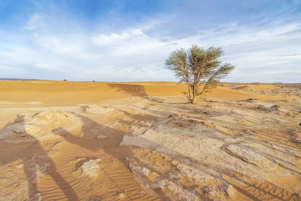 Einzelner Baum Und Kamelkarawane Sand Der Sahara Marokko Afrika — Stockfoto