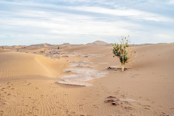 Einzelner Baum Mit Grünen Blättern Auf Sanddünen Der Sahara Marokko — Stockfoto