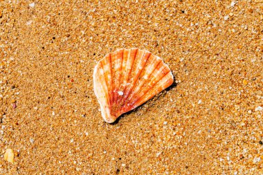 Portekiz, Algarve 'de deniz kenarında kumsalda deniz kabuğu kabuğu.