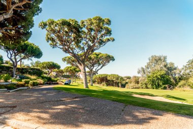 Güney Portekiz, Algarve 'deki çam ağaçları arasında güzel bir golf sahası.