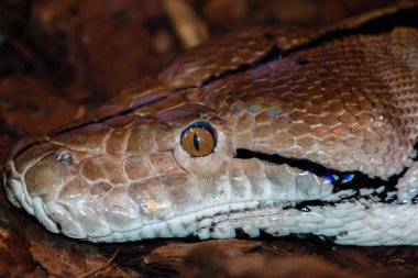 Bir Boa Yılanı başkanı