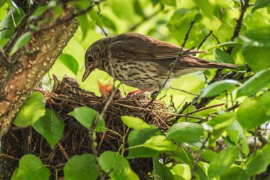 Mavis yuvadaki piliçle.