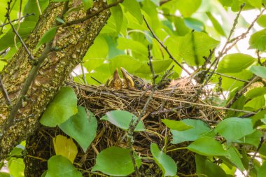 Mavis yuvadaki piliçle.