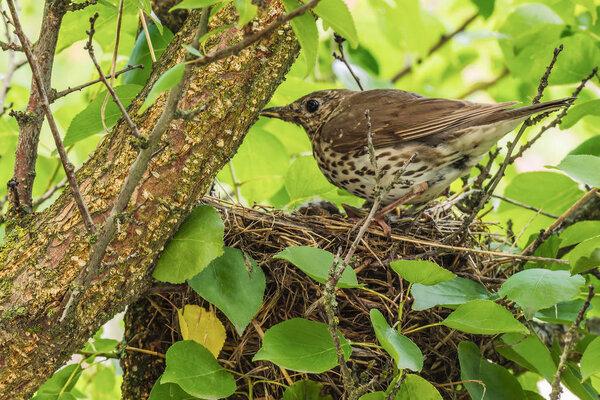 Mavis with chicks in the nest.