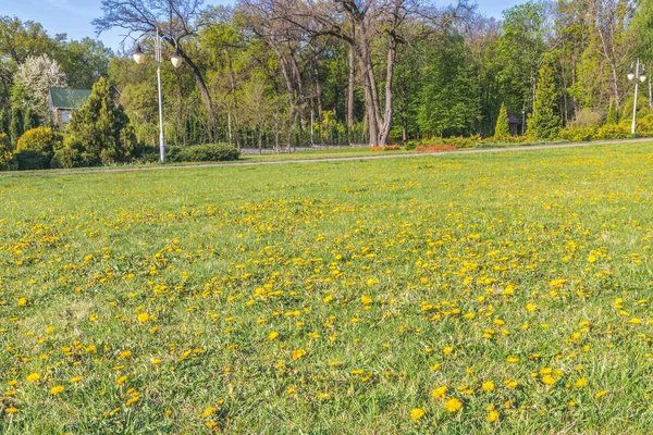 Beautiful meadow with dandelions. — Stock Photo, Image