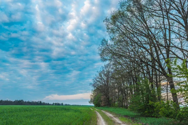 Mattina in un campo di primavera . — Foto Stock