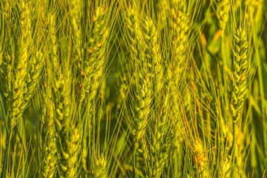 Şafak ışınlarının buğday spikelets. Güzel doğa gündoğumu manzara. Kulakları tarım peyzaj olgunlaşma yaz arka. Buğday alan doğal ürün.