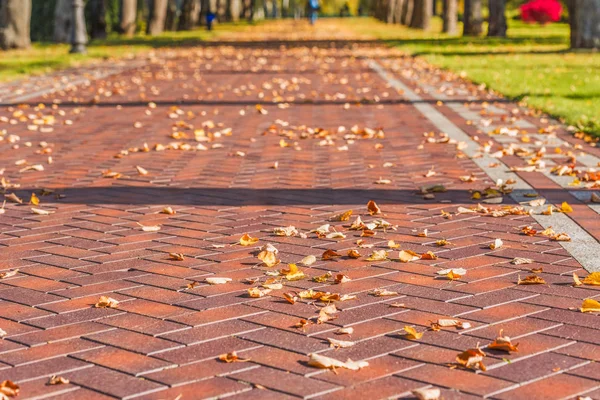 Autumn listowie na malowniczej alei w Mezhigirya w pobliżu Kijów. — Zdjęcie stockowe