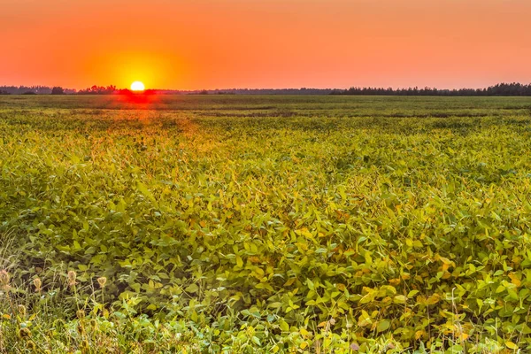 熟した豆のフィールドの夕日. — ストック写真