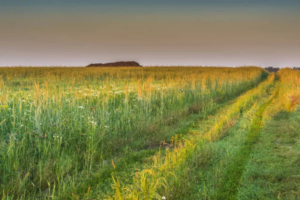 Slunné letní krajina s polní cestou podél pole. Klásky zralé pšenice po silnici. Horizont. Stoh sena. Perspektiva. — Stock fotografie