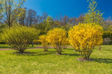 Ayrıntı bahar çiçek açması Park.