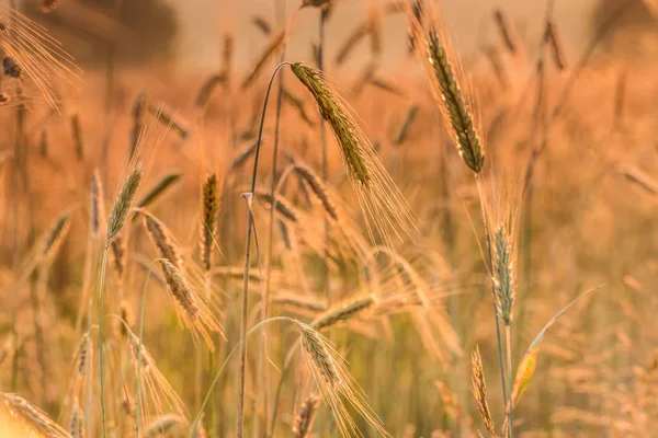 Ähren aus Weizen und Sonnenaufgang im Feld. — Stockfoto