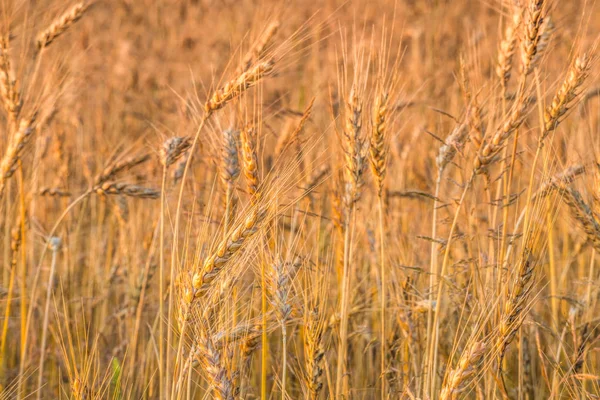 Espiguillas de trigo y amanecer en el campo . — Foto de Stock