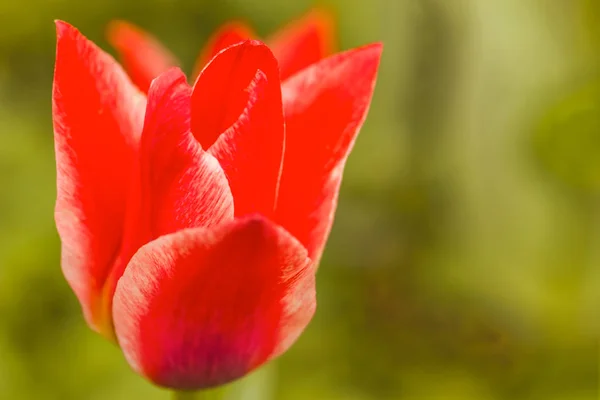 Beautiful red tulip on a blurred background. — Stock Photo, Image