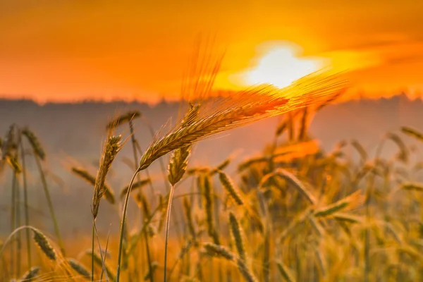 Spikelets of wheat and sunrise in the field. — Stock Photo, Image