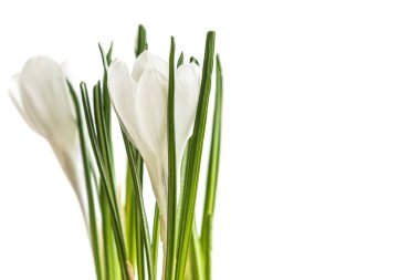 Beyaz Bahçe bitkisi.