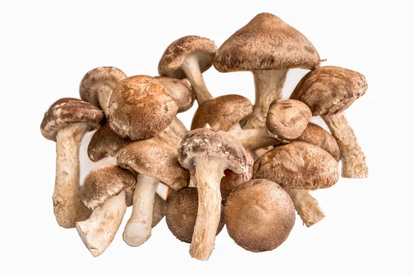 A bunch of mushrooms shiitake on a white background. — Stock Photo, Image