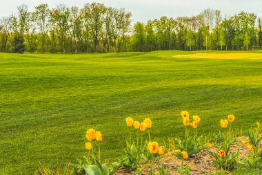 Golf sahası içinde Mezhyhiria Kiev yakınındaki kenarındaki çiçek açan laleler.