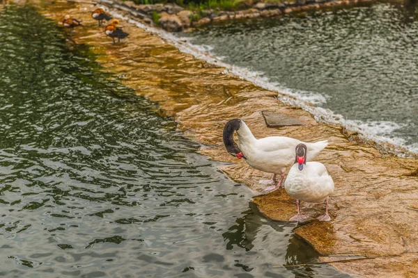 キエフの近くの Mezhyhiria 湖で白鳥の黒首. — ストック写真