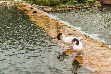Kara boyunlu kuğular üzerinde Mezhyhiria Kiev yakınındaki gölde.