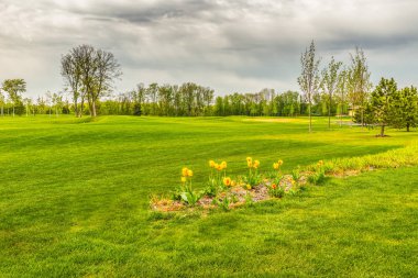 Golf sahası içinde Mezhyhiria Kiev yakınındaki kenarındaki çiçek açan laleler.
