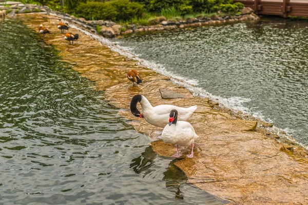 キエフの近くの Mezhyhiria 湖で白鳥の黒首. — ストック写真