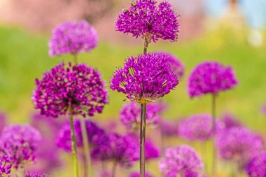 Kiev Botanik bahçesinde çiçekli dekoratif soğan.